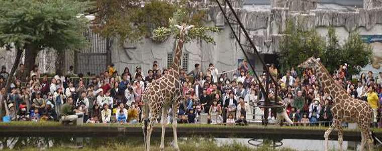 東山動物園 車で行くならこの駐車場に止めるべし 正門前駐車場がおすすめ グリーンマン８