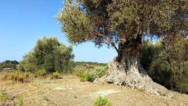 クレタ島にあるオリーブ最古の木