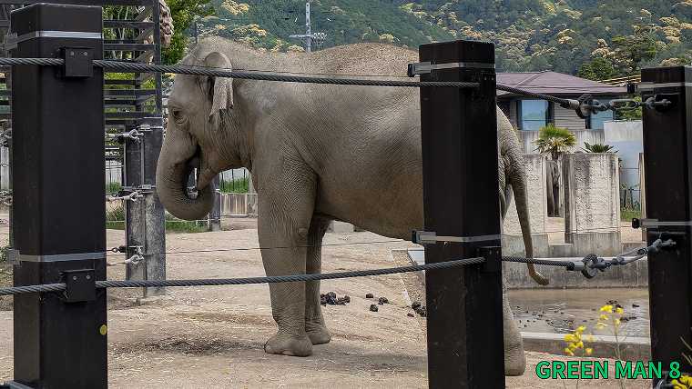 成瀬シリーズ_聖地巡礼_京都市動物園_ゾウの写真